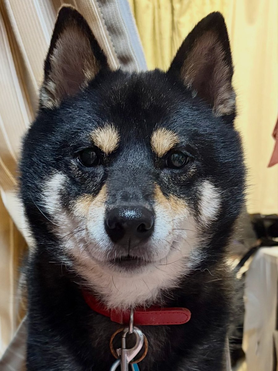 roko0077's tweet photo. 証明写真な柴犬 https://t.co/bipDyec1bC