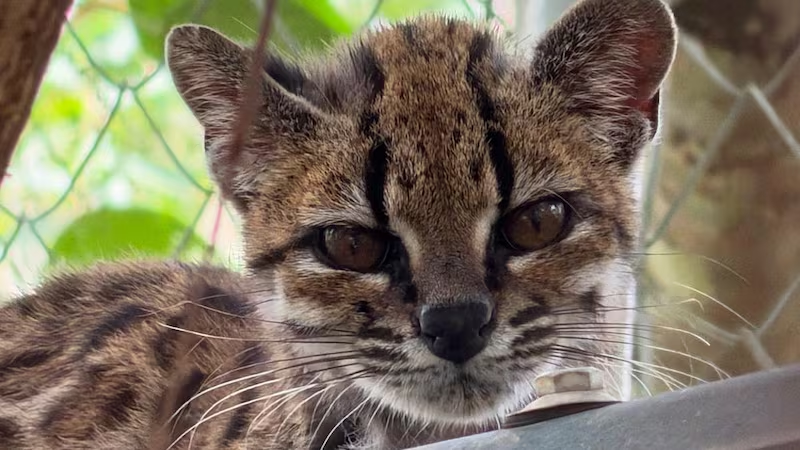 ArtyAbrazo's tweet photo. AMO la cara de orto que tiene el nuevo gato que descubrieron (Leopardus tilcayo)
Necesito tener 5 de estos. https://t.co/Y6qwwx01po