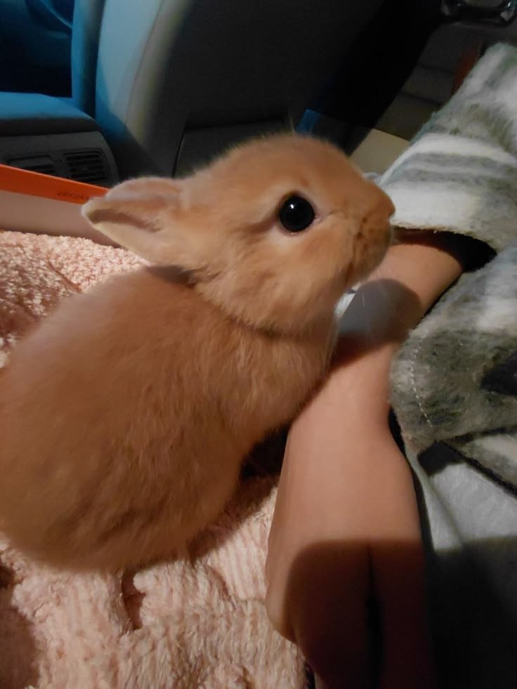 popularrabbit's tweet photo. Innocent bunny https://t.co/7vs4oC07kJ