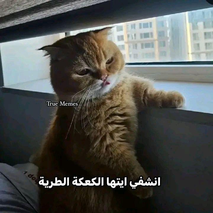 w_a_laa20's tweet photo. الكلمتين اللي بقولهم لنفسي كل الصبح علشان اواجهه العالم : https://t.co/m28xfmvqTb
