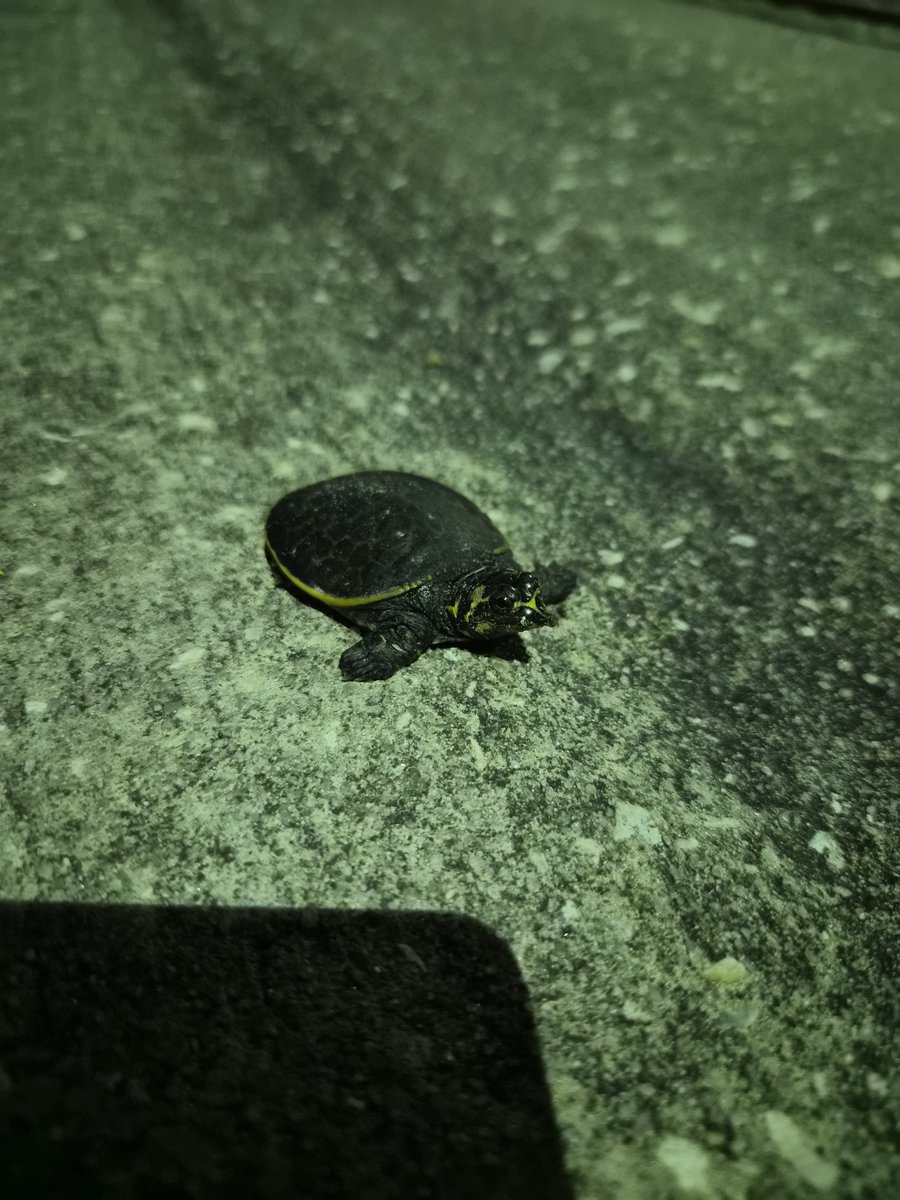 Barnsage's tweet photo. Little guy 🥺 https://t.co/V62Ld3zom6