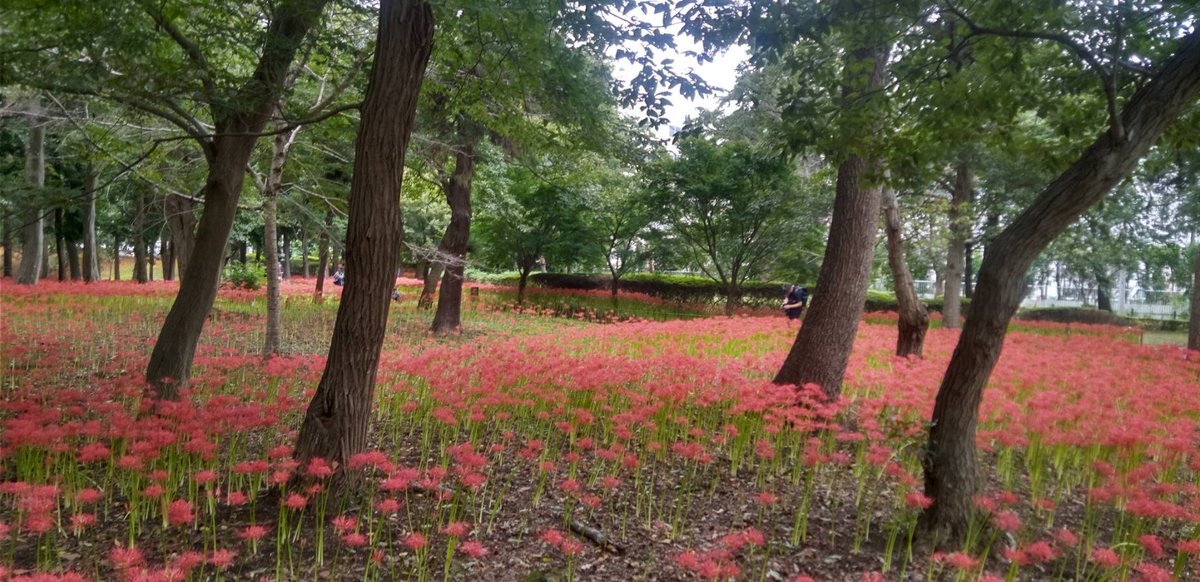 yachiyopark's tweet photo. 本日より「#2026やちよ彼岸花まつり」が始まりました✨
 園内では、鮮やかな #彼岸花 が少しずつ見頃を迎えています🌼
 秋の訪れを感じながら、園内をゆっくり散策してみませんか❓
 皆様のご来園をお待ちしております♪

 ※開花状況は場所によって異なります

#村上緑地公園 
#ヒガンバナ
#八千代市 https://t.co/I7d41nGJ3x