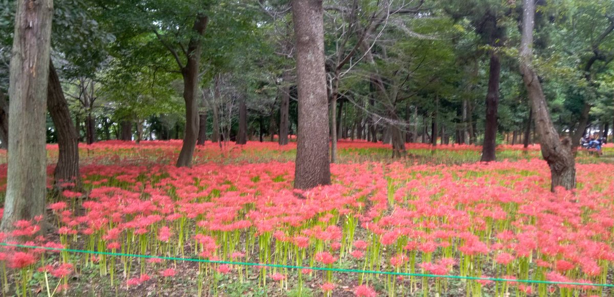 yachiyopark's tweet photo. 本日より「#2026やちよ彼岸花まつり」が始まりました✨
 園内では、鮮やかな #彼岸花 が少しずつ見頃を迎えています🌼
 秋の訪れを感じながら、園内をゆっくり散策してみませんか❓
 皆様のご来園をお待ちしております♪

 ※開花状況は場所によって異なります

#村上緑地公園 
#ヒガンバナ
#八千代市 https://t.co/I7d41nGJ3x