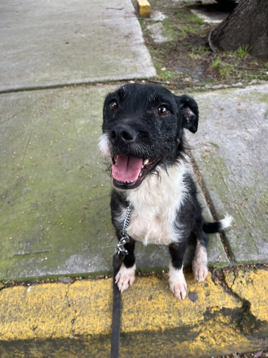 HELA_MORE's tweet photo. 🐾 Él es Timoteo y sueña con encontrar un hogar. 🩷

Timoteo tiene 3 años, es talla mediana, muy cariñoso y le encantan los premios. 🥹🐶

Después de todo lo que ha vivido, hoy solo quiere una oportunidad para conocer lo bonito que es tener una familia que lo quiera, lo cuide y lo haga muy feliz.

¿Podrías ser tú esa familia que Timoteo tanto está esperando? 🏡💕

📍 Estamos en CDMX.

✨ Adopta, cambia una vida y gana un compañero para toda la tuya.