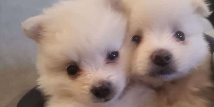 cutestpuppyy's tweet photo. https://t.co/FGThed6JXD