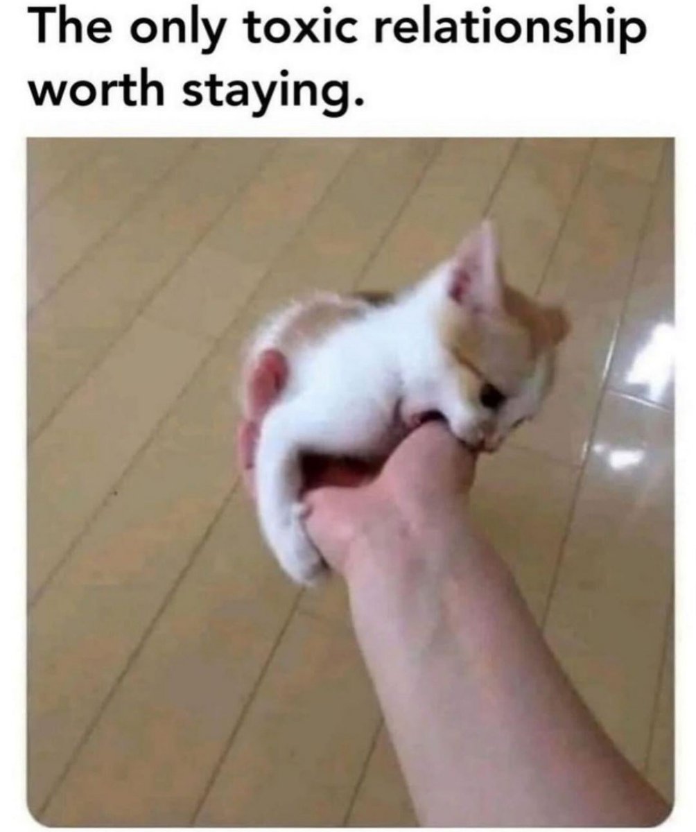 PunchingCat's tweet photo. https://t.co/KwYRR5biev