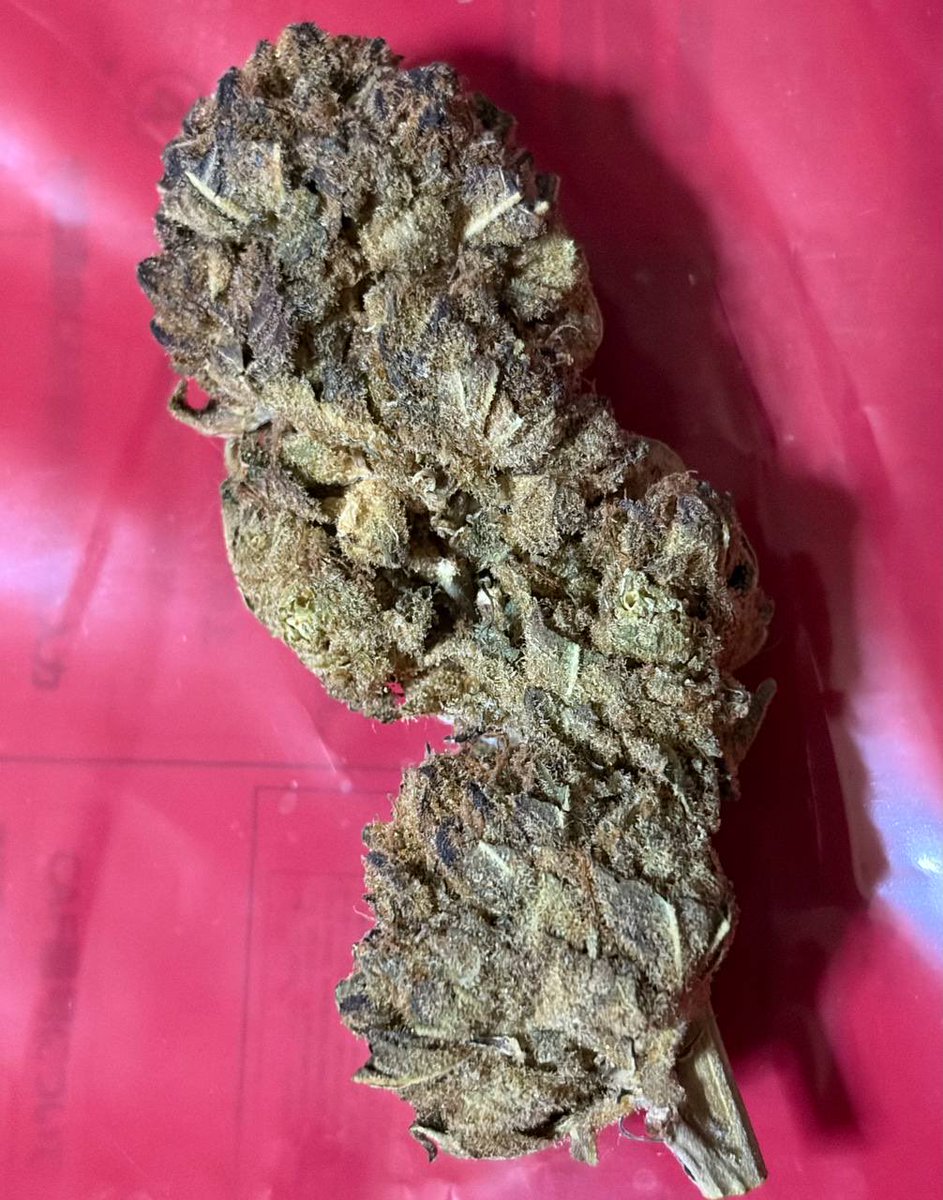 BrianEmereje's tweet photo. 👑🥗Purple Tangie https://t.co/74mH2uY3KJ