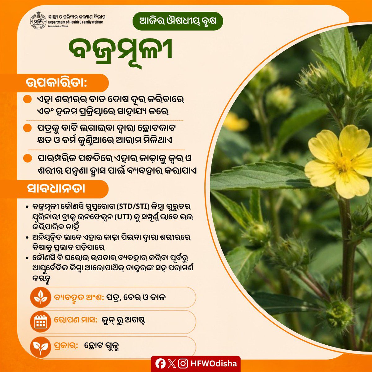 HFWOdisha's tweet photo. ପାରମ୍ପରିକ ଆୟୁର୍ବେଦରେ ବଜ୍ରମୂଳୀ ଏକ ପ୍ରମୁଖ ଔଷଧୀୟ ଗୁଳ୍ମ, ଯାହା ବାତ ଦୋଷ ଦୂର କରିବା ସହ ହଜମ ପ୍ରକ୍ରିୟାକୁ ସୁଗମ କରିଥାଏ। ଏହାର ପତ୍ର ବାଟି ଲଗାଇଲେ ଚର୍ମ ରୋଗ ଓ କ୍ଷତରୁ ଆରାମ ମିଳେ ଏବଂ ଏହାର କାଢ଼ା ଜ୍ୱର ଓ ଶରୀର ଯନ୍ତ୍ରଣା ହ୍ରାସ କରିବାରେ ସାହାଯ୍ୟ କରେ।

#MedicinalPlants #AyurvedicPlant https://t.co/qDr3TD2kST