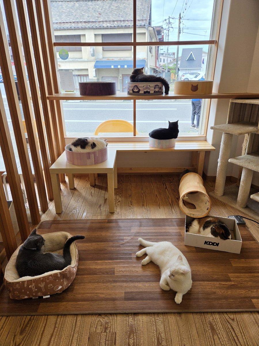 catcafe5628's tweet photo. シルバーウィーク始まりましたね！
9/19(土)〜9/23(水) は休まず営業します。
この期間中は最終受付16時、17時閉店となりますので、ご了承ください🙇 https://t.co/9Ahg9pz4QM