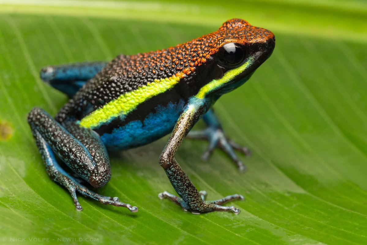 nvolpewild's tweet photo. The colours on these frogs are AMAZING! 😍
Like many dart frogs, its range is fairly restricted! 🌳 https://t.co/MKf75sGs51