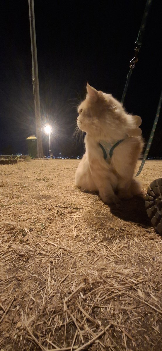 toperfornow's tweet photo. Will miss u a lot buddy, i love u so so much. 

Until we meet again, auntie is a good person u'll love her. Stay healthy and be nice okay, i'll be back kok. https://t.co/K9RQ0c3bEK