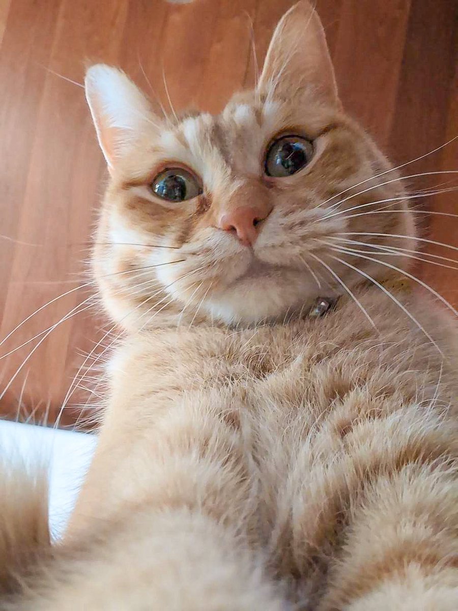 purinlala's tweet photo. 起きたか https://t.co/XADFTbFnl3