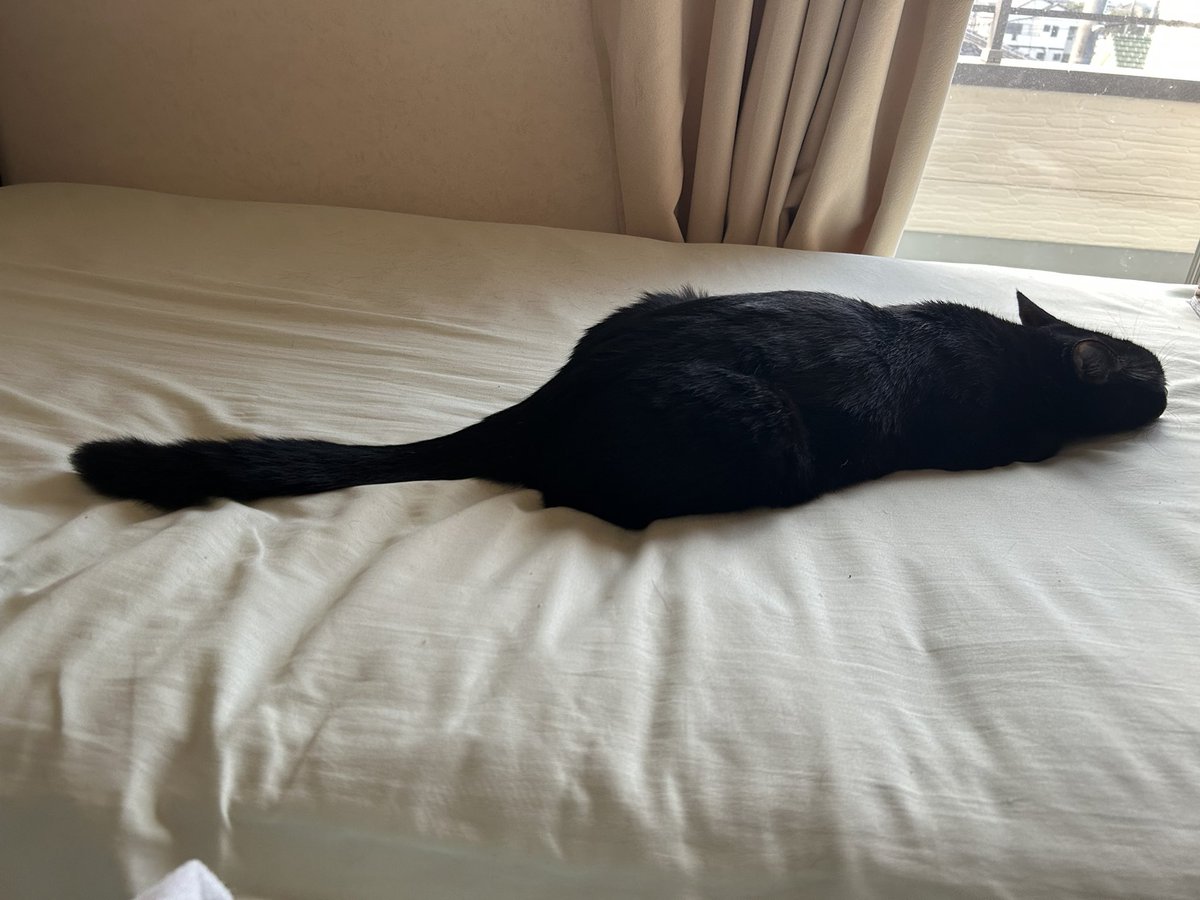 tasogarenastan1's tweet photo. 平たい猫はっけん。 https://t.co/gWFLOw5ecG