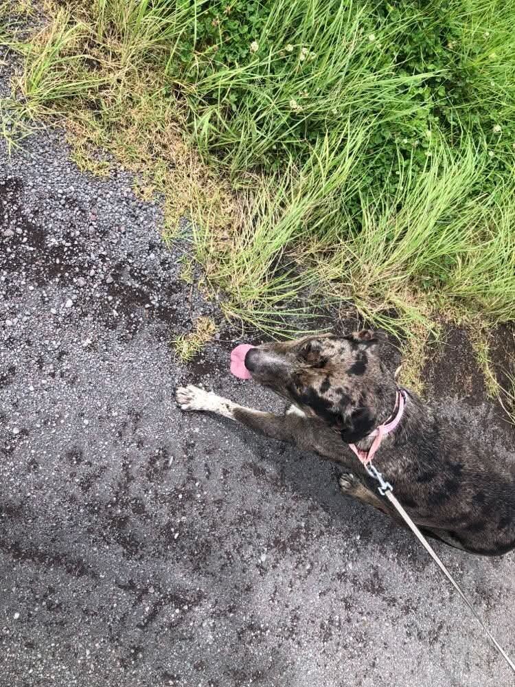 joe_ironman's tweet photo. Scruffy trying to figure out why she smells doggies on me all the time even on Aloha Friday on the Ranch..
#hawaii #bigisland
#xoskinusa
#hawaiiultra #teamfireball
Noxgear lighted vests for you and your pets! https://t.co/gMUYlIqVEI https://t.co/N9huwI8ux3
