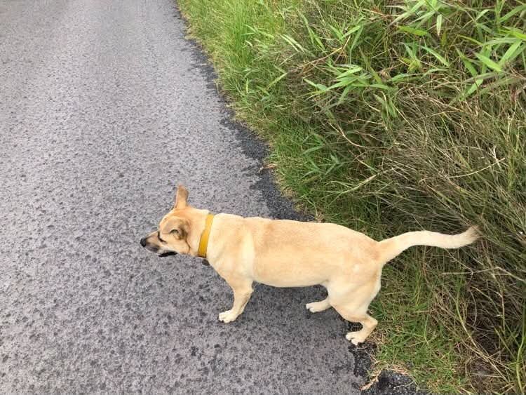 joe_ironman's tweet photo. Scruffy trying to figure out why she smells doggies on me all the time even on Aloha Friday on the Ranch..
#hawaii #bigisland
#xoskinusa
#hawaiiultra #teamfireball
Noxgear lighted vests for you and your pets! https://t.co/gMUYlIqVEI https://t.co/N9huwI8ux3