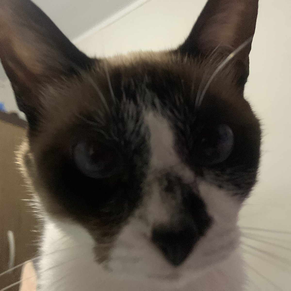 uDiogoBurro's tweet photo. Fui tirar uma foto da minha gata e ela meteu um “No bitches?”
Kkjjjkkkk https://t.co/5QbikfAOsD