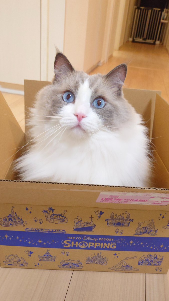 MintRagdoll's tweet photo. ディズニーから猫のぬいぐるみ届いた https://t.co/11oGoH9OQl