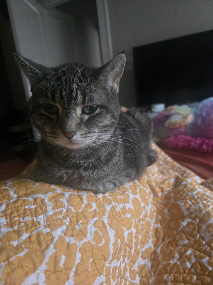 optipersona's tweet photo. Kisses forever to this sweet girl. We'll miss you always, Punkin https://t.co/FVznBaN3Iw