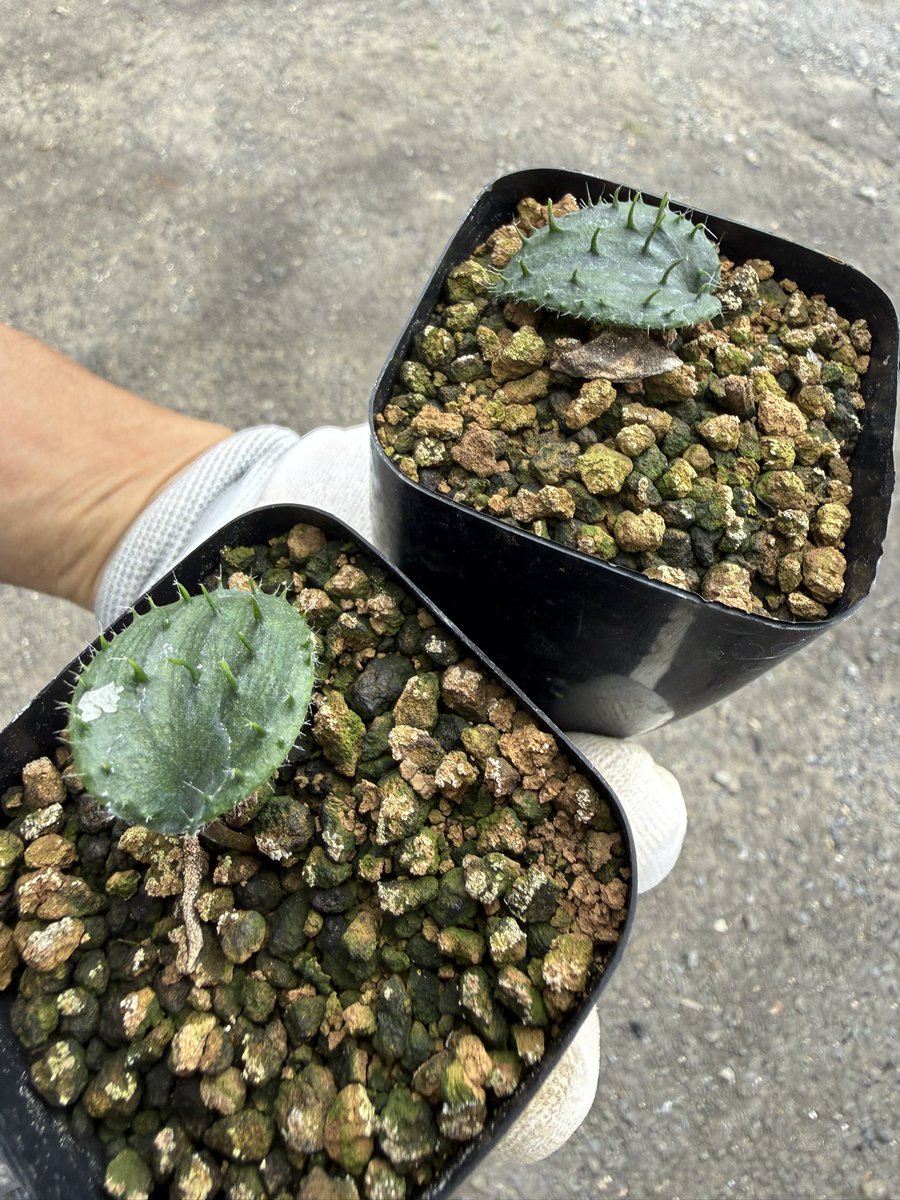 awn_plants's tweet photo. 個人的エリオの最美種。だいぶ特徴出てきた。充実したらもっと毛やでっぱりの密度が濃くなっていきます◎
これも持っていってます👍
#awn_eriospermum 
#eriospermum #エリオスペルマム
#eriospermumerinum 

9/19（土）
京都みどりのマルシェ in 茨木
9:00〜15:30
いばらきスカイパレット https://t.co/fMNHLBk8Ia