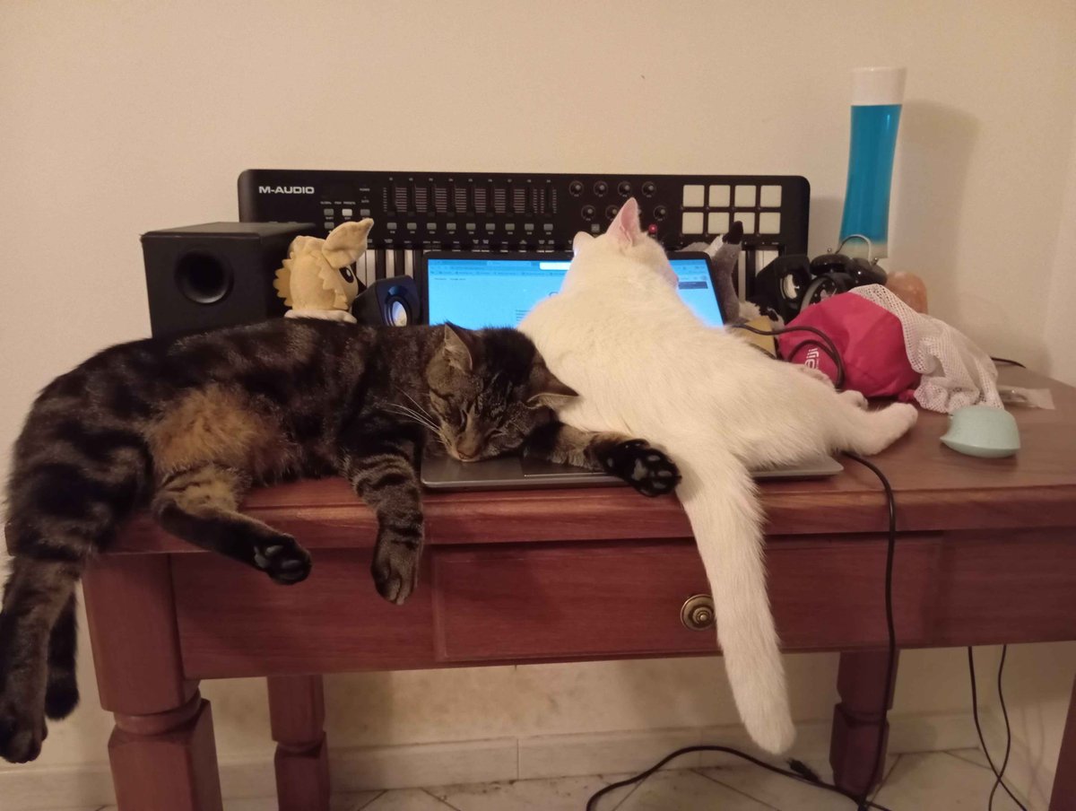 Tama13132's tweet photo. POV: cats on the keyboard https://t.co/x2Zy00ucF4