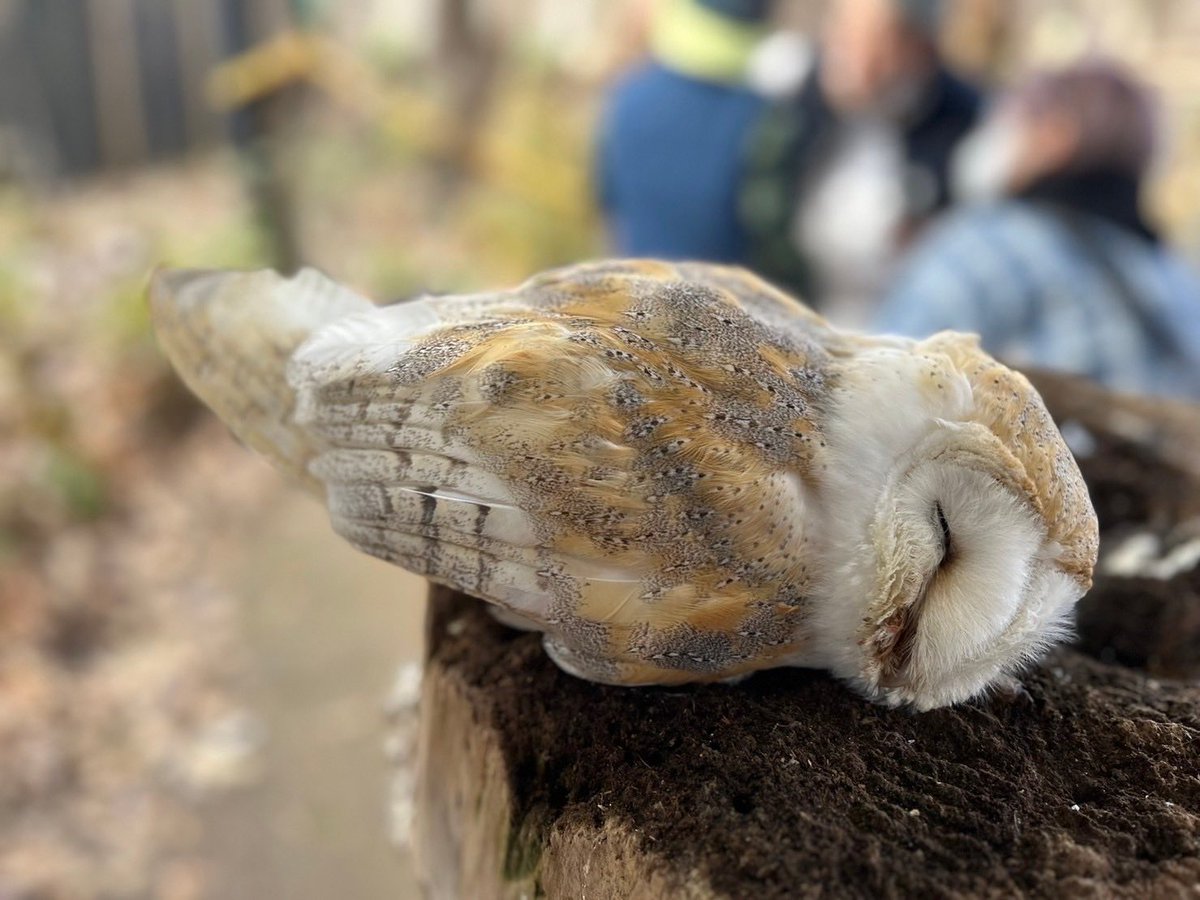 Kochiuq's tweet photo. 🦉フクロウ🦉

🌈これはフクロウの子供です🌈

頭は撫でてたら　~~🦉
気持ちよさそうに目をつぶって🫩
ゆっくりと前に倒れ　~~~
寝ちゃいました💤

フクロウが横になって眠ってる姿はなかなか見れませんね🤭 https://t.co/akZtjlydvo