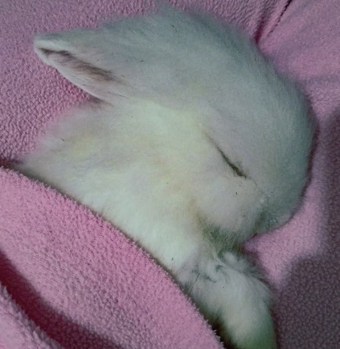 kookoocrazyy's tweet photo. bunny koo of the day https://t.co/FirFGdOswi