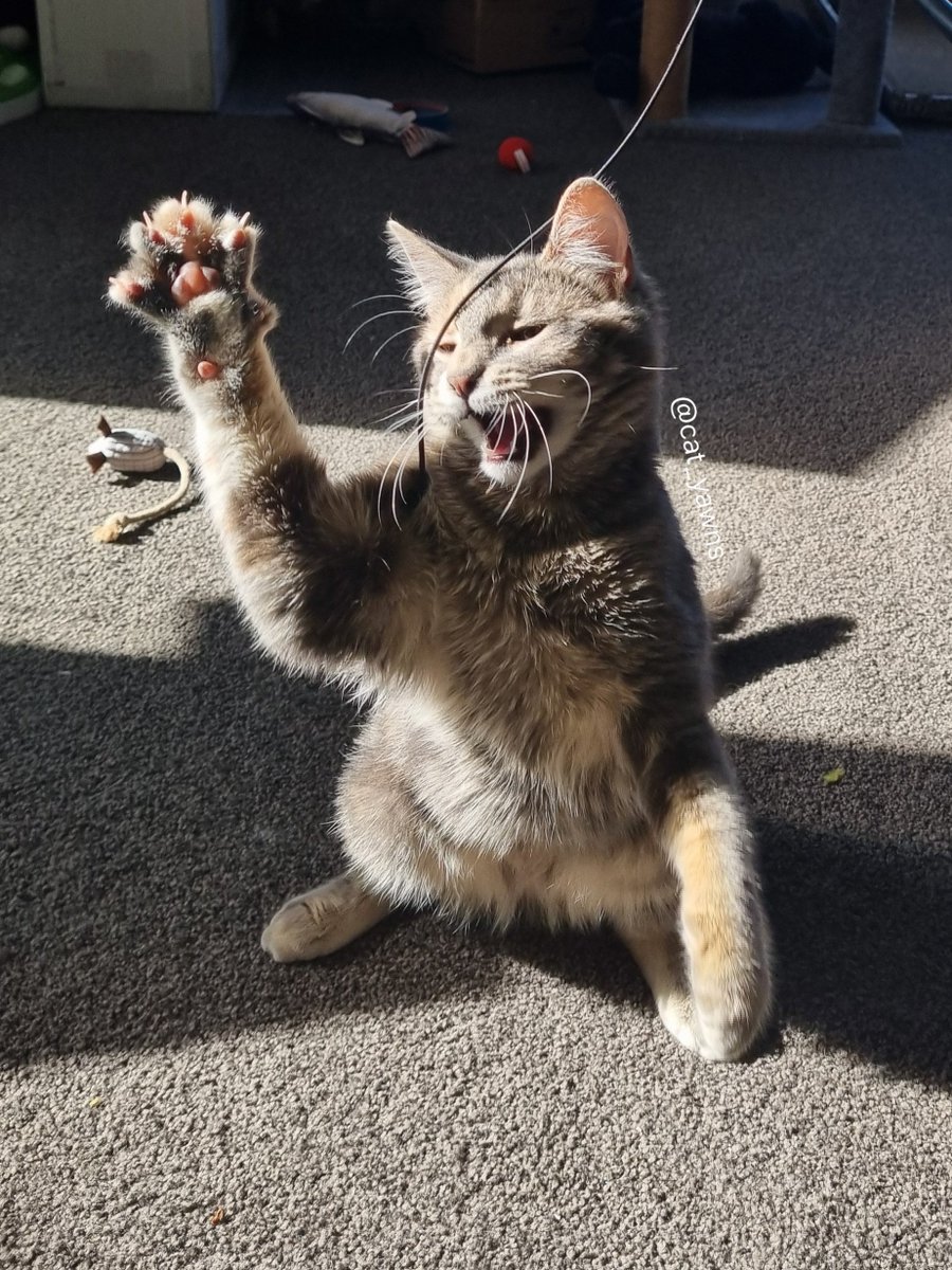 cat_yawns's tweet photo. I took many photos yesterday, mostly of Stanza practicing her boxing skills https://t.co/UvZikgggpN