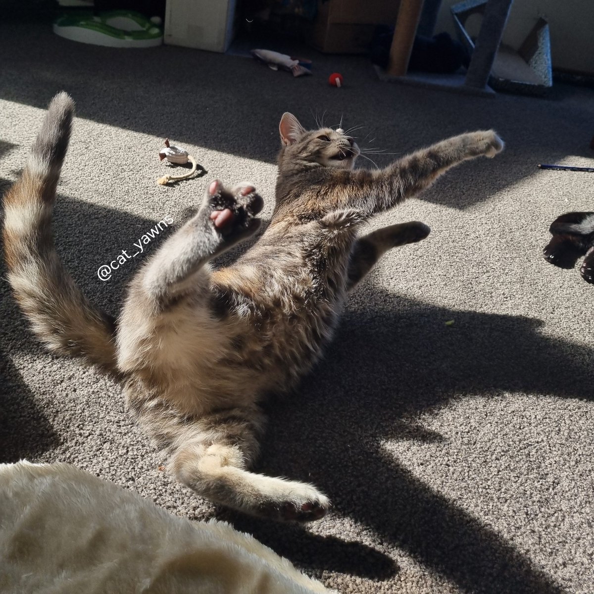 cat_yawns's tweet photo. I took many photos yesterday, mostly of Stanza practicing her boxing skills https://t.co/UvZikgggpN