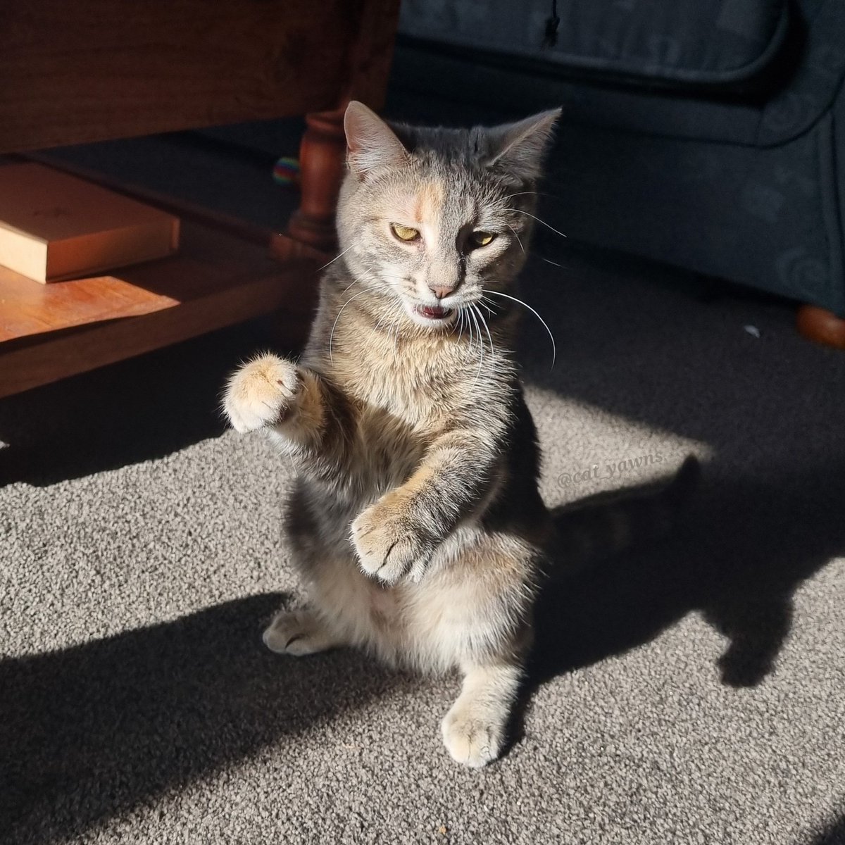 cat_yawns's tweet photo. I took many photos yesterday, mostly of Stanza practicing her boxing skills https://t.co/UvZikgggpN