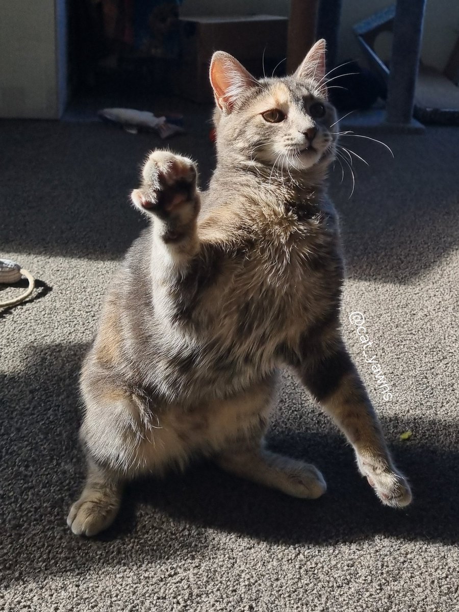 cat_yawns's tweet photo. I took many photos yesterday, mostly of Stanza practicing her boxing skills https://t.co/UvZikgggpN