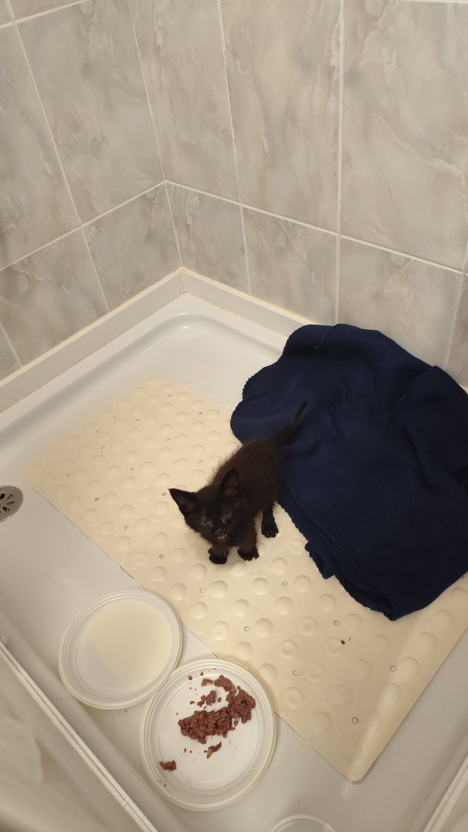 dhorta8's tweet photo. encontrei este gatinho perdido. se puderem dar abrigo ou conhecerem alguém que consiga, por favor avisem. zona de Aveiro e arredores https://t.co/i2Yhcaxz4t