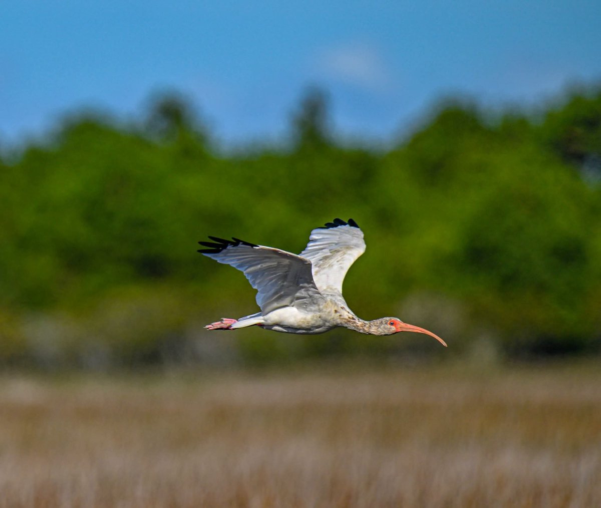ByTheBayPhotos's tweet photo. Wading birds in flight over the marsh at Assateague Island National Seashore. 

#Assateague #Maryland #Delmarva https://t.co/kFleKz6qH5
