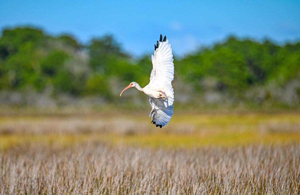 ByTheBayPhotos's tweet photo. Wading birds in flight over the marsh at Assateague Island National Seashore. 

#Assateague #Maryland #Delmarva https://t.co/kFleKz6qH5