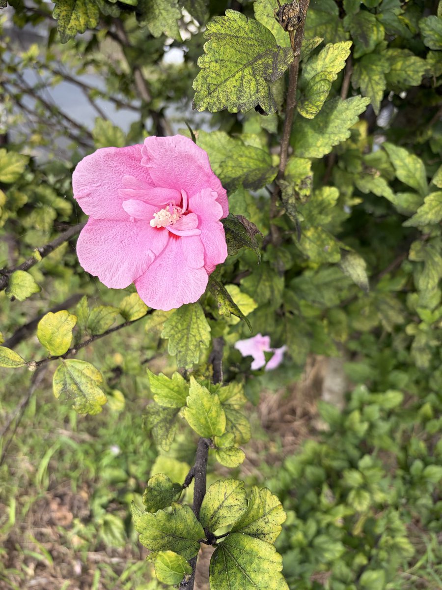 taps_miller's tweet photo. おはようございます♪
土手のムクゲの花とこっちゃん🌸

皆さま、良い週末を！

#豆柴
#土手散歩
#ムクゲ https://t.co/qFmNtkZrqu