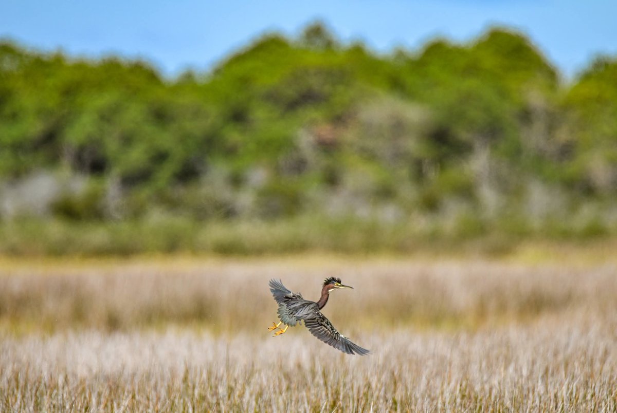ByTheBayPhotos's tweet photo. Wading birds in flight over the marsh at Assateague Island National Seashore. 

#Assateague #Maryland #Delmarva https://t.co/kFleKz6qH5