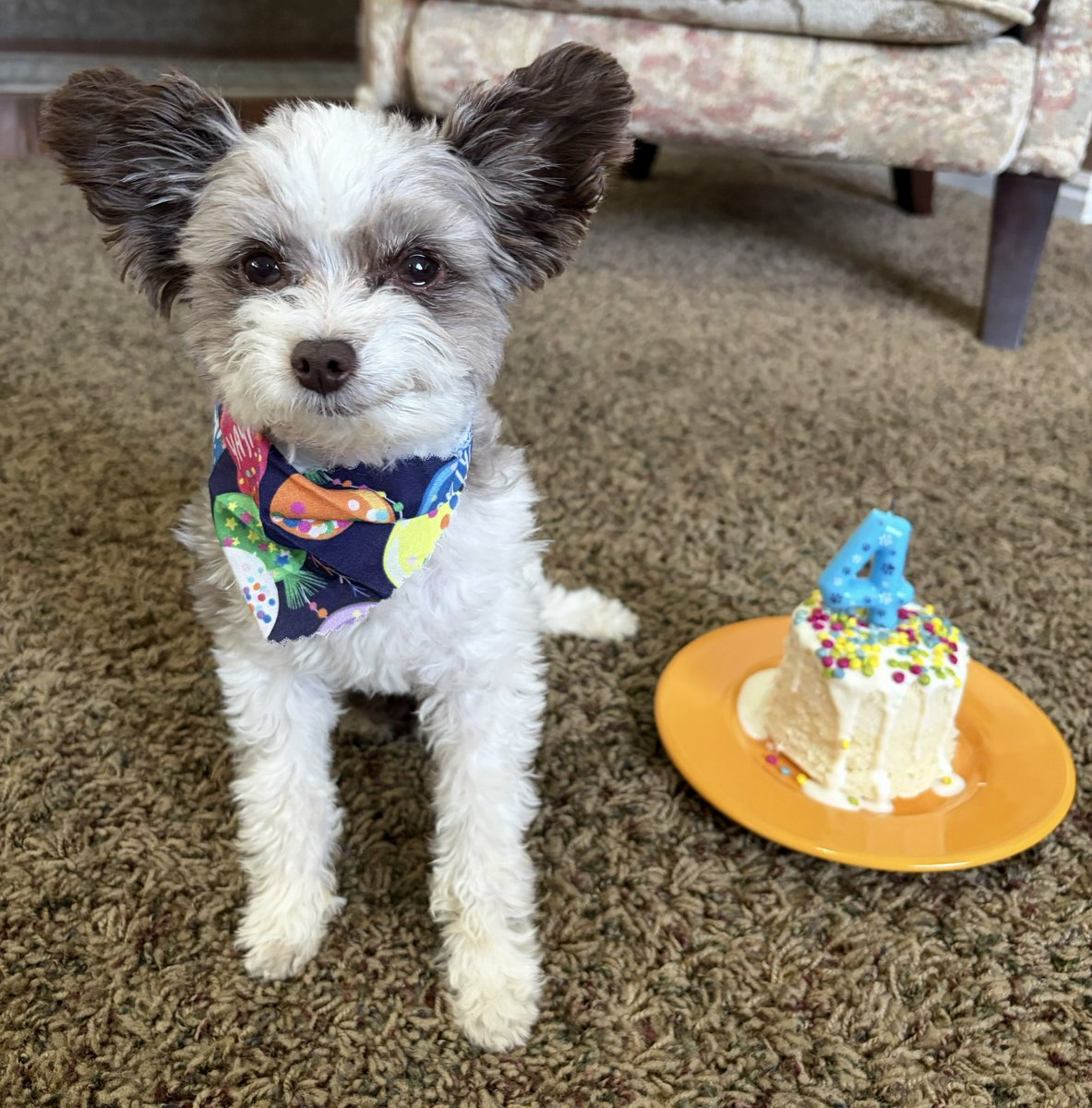 juliebellon's tweet photo. It's my sweet little Teddy's birthday today! I sure love my little guy. https://t.co/6YxXt9jStC