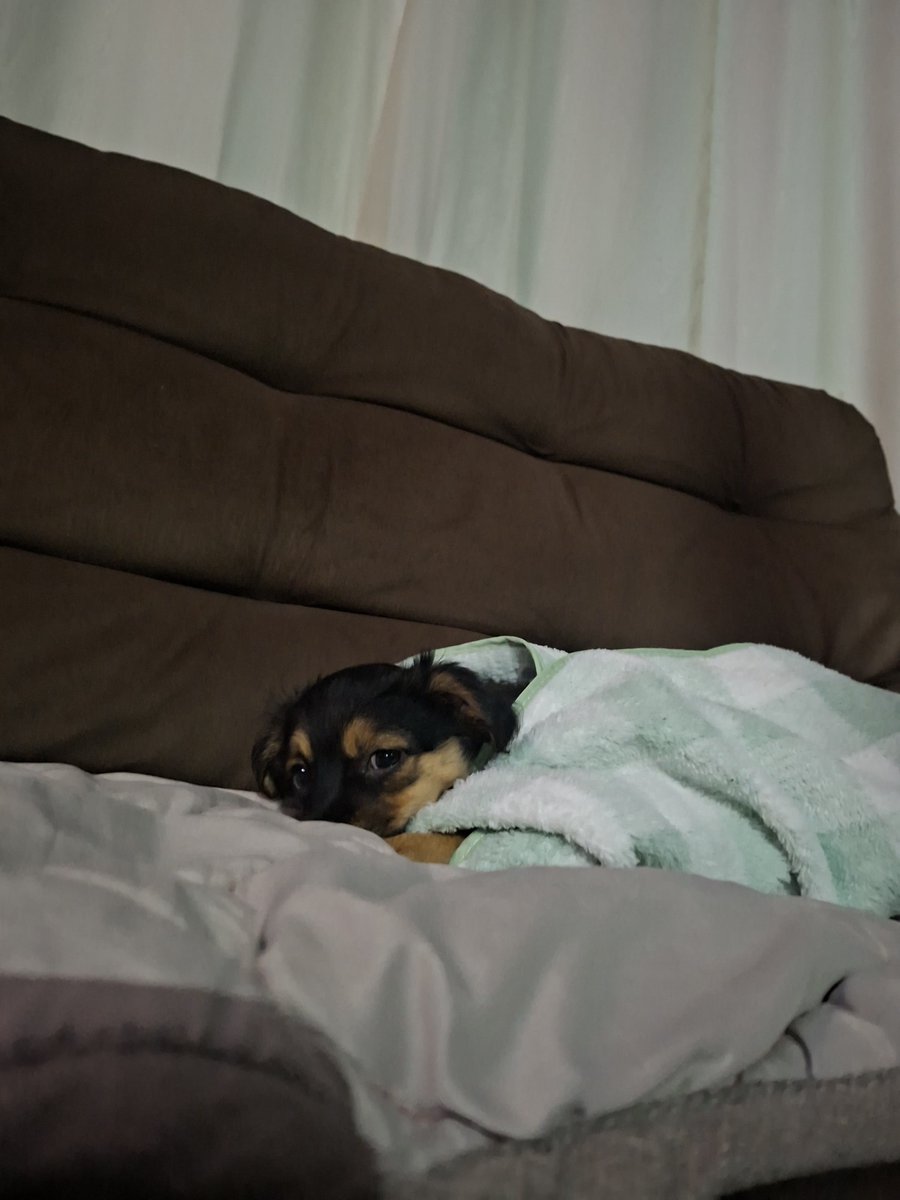 acervoppppets's tweet photo. ela é muito fotogênica passo males https://t.co/QqdWVHSzNB