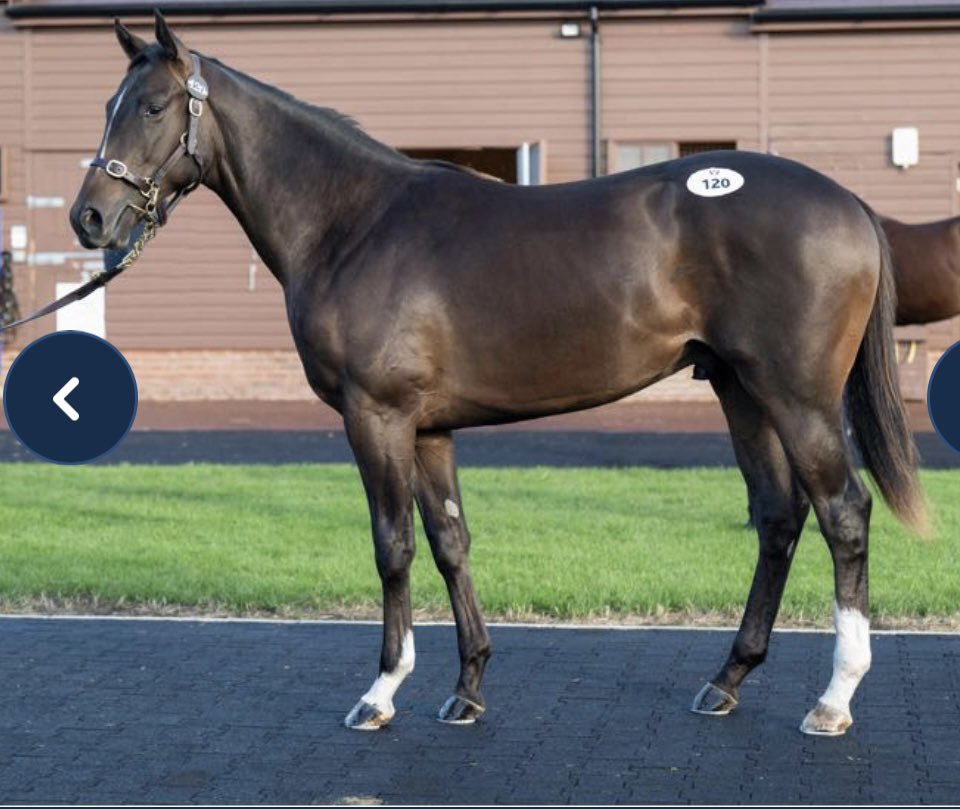 StaplegroveBS's tweet photo. Opportunity to join a syndicate based in beautiful Chantilly 🐎🇫🇷 

We have a couple of 5% shares remaining in a private syndicate with @TDonworthRacing in a speedy looking Dragon Symbol Colt bought at the @Tattersalls1766 Somerville Sale. 

No management fees, DM for info 🐎👍🇫🇷 https://t.co/36a63FGG9N