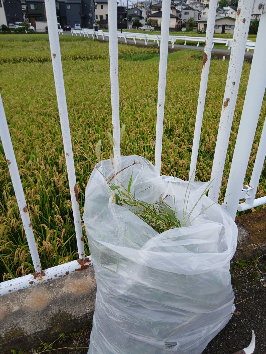 igayuta1973's tweet photo. 早朝、通学路の草取りボランティアへ。
秋の気候を感じながら。
私の担当箇所で3袋の雑草が。
稲穂が頭を垂れ、稲刈りを待ち。
実りの秋へ。 https://t.co/fqNejS7NZ3