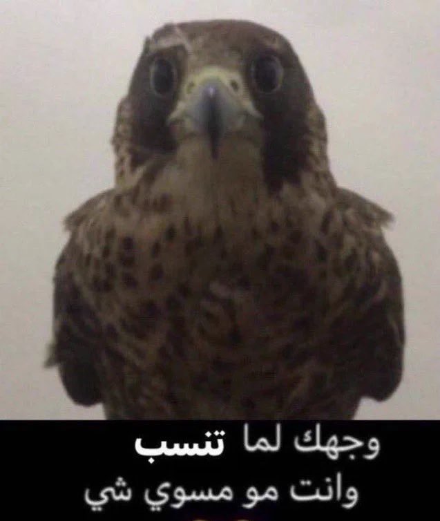 v10ci's tweet photo. الطحالب تولجو بالانتر https://t.co/TXzJpSzdZ2