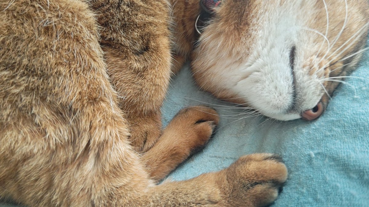 kikitolala1's tweet photo. おはようございます。

#猫のいる暮らし https://t.co/CLA0doixGU