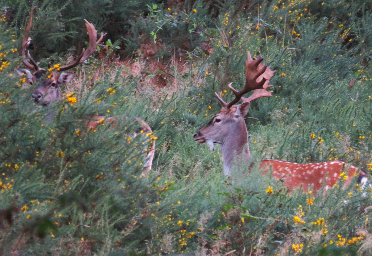 MatthewShute's tweet photo. May your Saturday be as splendid as some spotted stags stalking through sunlit shrubbery. serene and silent
#NaturePhotography
🌿 🌼 🦌 💚 https://t.co/uvsDNx6aZv