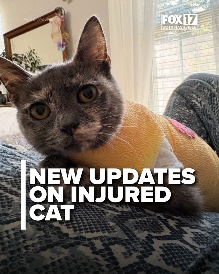 FOXNashville's tweet photo. New updates have been released on the cat rescued in Houston County after a brutal blow dart attack. https://t.co/DWpAub9Zbg
#Local #Crime #Animals #HoustonCounty https://t.co/QWxSVn3fXy