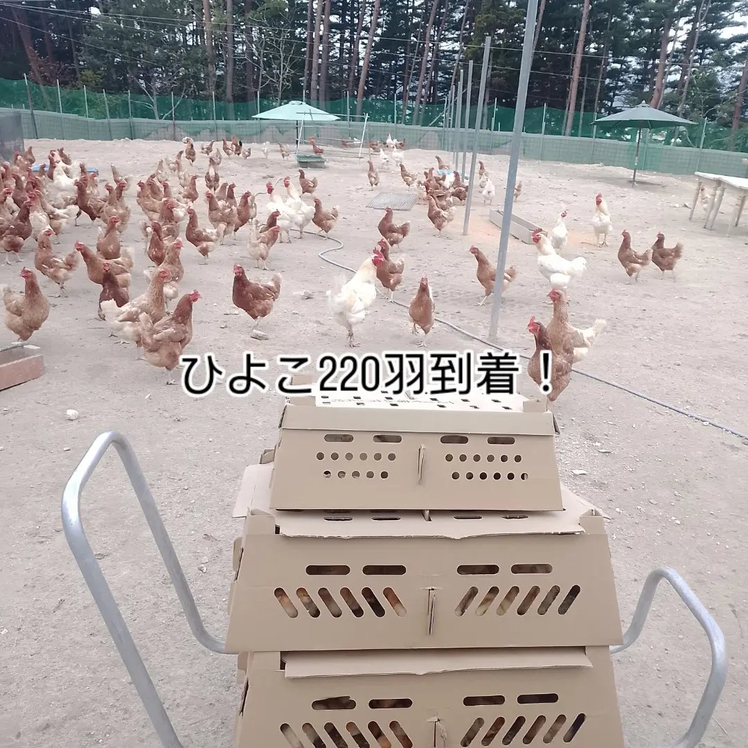 masaoly's tweet photo. 午前3時起き、後藤もみじのひよこをお迎えしてきました😀

小さくて、ふわふわでとってもキュートなひよこさんたちです😊

寒さに弱いので、約1ヶ月間、特製のこたつで保温してあげます。

みちのく潮風トレイルなどでハイキングされる方は覗いて見て下さい⭕️

#平飼い放牧
#有精卵
#大槌町
#山田町 https://t.co/Paehw3dFtz