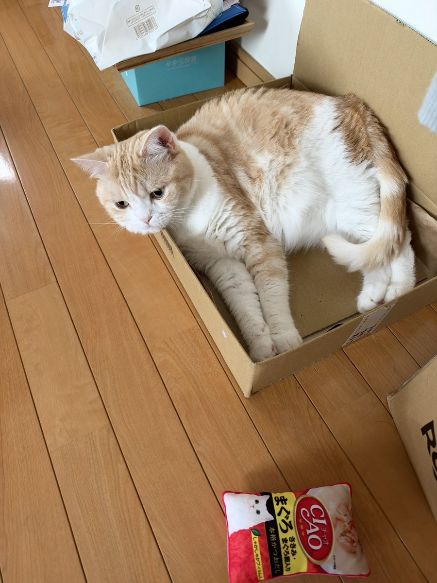 hibiki_UDC's tweet photo. 左iPhone13Pro MAX
右iPhone18Pro MAX https://t.co/LiigJak9zo