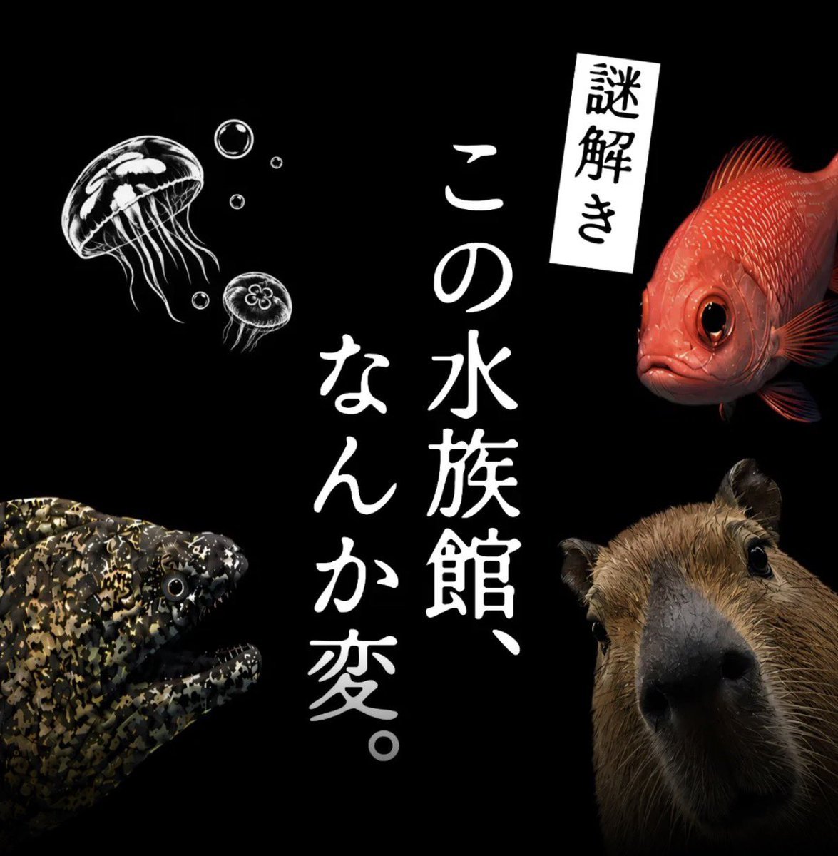 FLIGHTNZ's tweet photo. 竹島水族館で開催中の館内周遊型謎解き、たしかにちょっと変な謎解きぽくって楽しそう気になる☺️

🐟https://t.co/wdfze77DoM https://t.co/ZzlRM5PXZw
