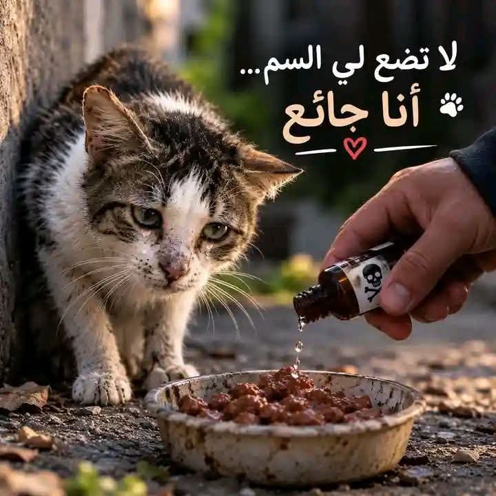 aad_fs's tweet photo. لا تضع لي السم… أنا قط جائع، فارحمني فأنا لا أملك إلا أن أثق بك. 

#ارحموا_القطط #لا_تقتلوا_القطط #قطط_الشارع #رفق_بالحيوان #أنقذ_قطًا #الرحمة #ساعدوا_القطط #قطط_الشارع https://t.co/TJHEzdKBSo