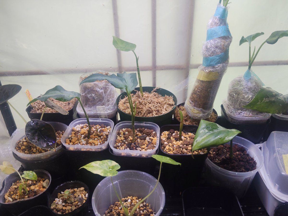 uema_mo's tweet photo. 色々忙しくなるとメンタルやられて、1番最初に家の植物達の管理がやられる。
今年の梅雨頃に農繁期のピークきて全部ダメになったお芋ちゃん達。
生き残ってくれた強健種だけでも今からリボ草。
今度こそちゃんとやんねん https://t.co/tcuvdHAog0