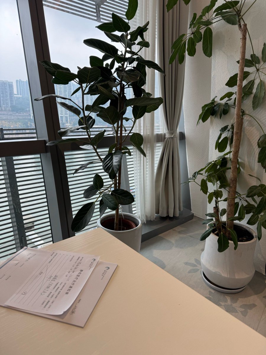deepz618037's tweet photo. Just realized my office plant started growing faster than I finished this week’s report — guess who’s the real overachiever here https://t.co/x5HnhWdMdx