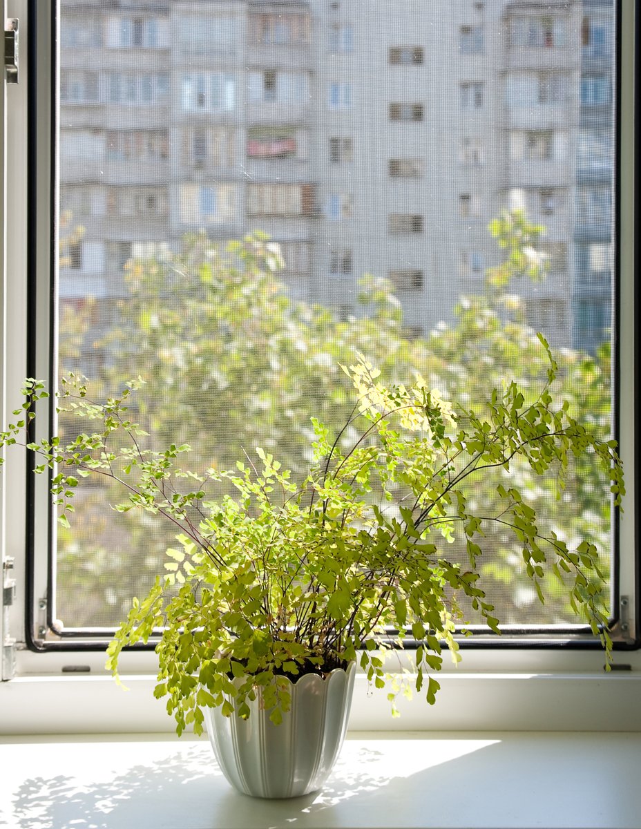 aelre737987's tweet photo. Just swapped my 9-to-5 office desk for a balcony workspace with morning sunlight—small shift, big daily joy. https://t.co/AMtbo6MTsJ